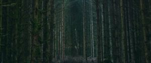 Preview wallpaper forest, trees, sky, branches, nature