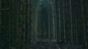 Preview wallpaper forest, trees, sky, branches, nature