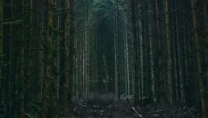 Preview wallpaper forest, trees, sky, branches, nature