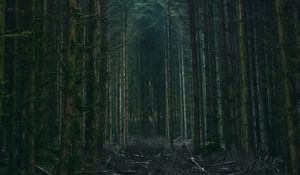 Preview wallpaper forest, trees, sky, branches, nature
