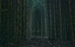 Preview wallpaper forest, trees, sky, branches, nature