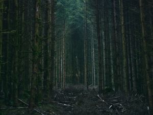 Preview wallpaper forest, trees, sky, branches, nature