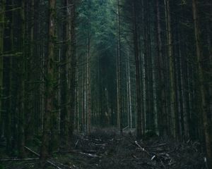 Preview wallpaper forest, trees, sky, branches, nature