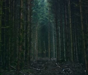 Preview wallpaper forest, trees, sky, branches, nature