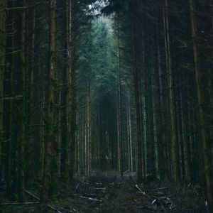 Preview wallpaper forest, trees, sky, branches, nature