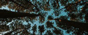 Preview wallpaper forest, trees, sky, bottom view