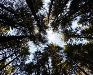 Preview wallpaper forest, trees, sky, crowns, height