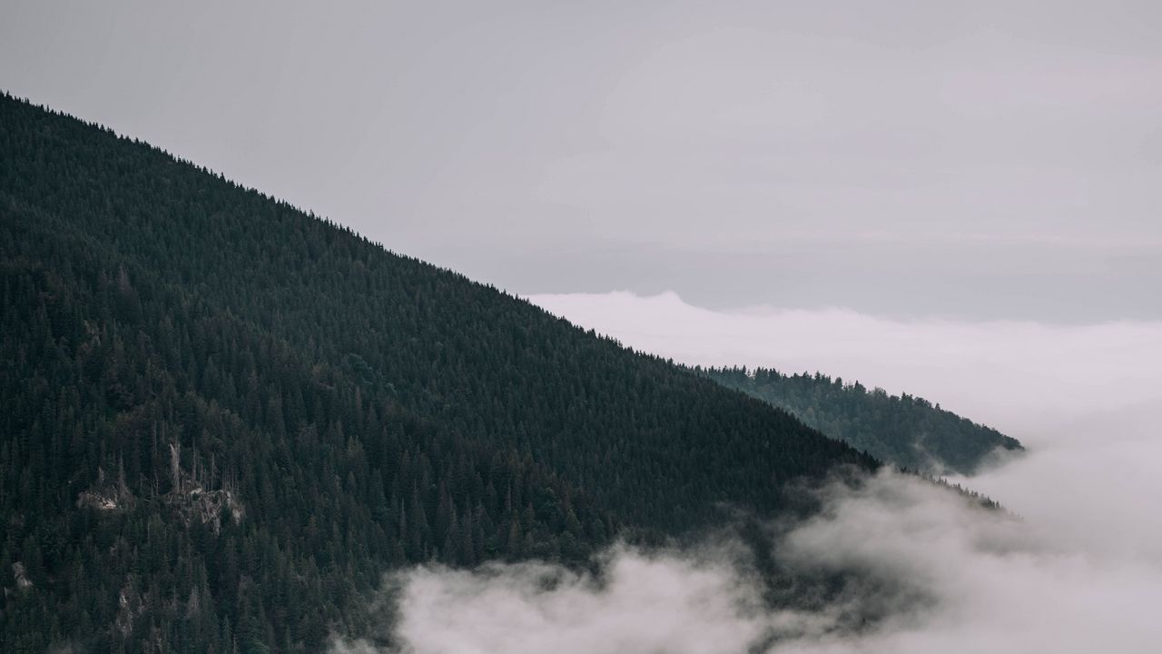 Wallpaper forest, trees, slope, fog, clouds