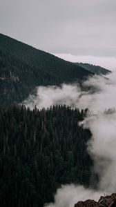 Preview wallpaper forest, trees, slope, fog, clouds
