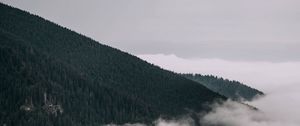 Preview wallpaper forest, trees, slope, fog, clouds