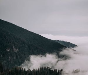 Preview wallpaper forest, trees, slope, fog, clouds