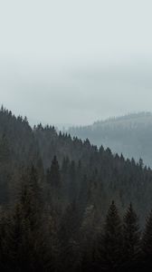 Preview wallpaper forest, trees, slope, fog, nature