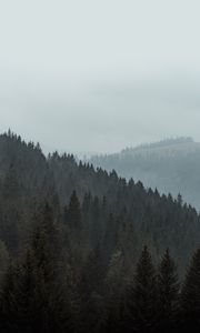 Preview wallpaper forest, trees, slope, fog, nature