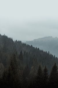 Preview wallpaper forest, trees, slope, fog, nature