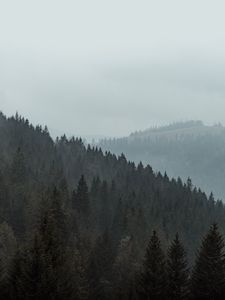 Preview wallpaper forest, trees, slope, fog, nature