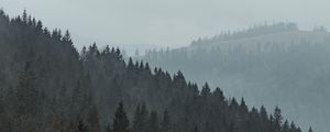 Preview wallpaper forest, trees, slope, fog, nature