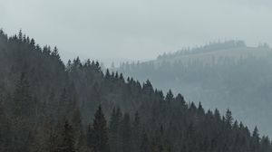 Preview wallpaper forest, trees, slope, fog, nature