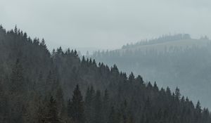 Preview wallpaper forest, trees, slope, fog, nature