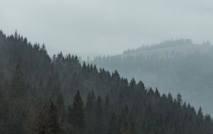 Preview wallpaper forest, trees, slope, fog, nature