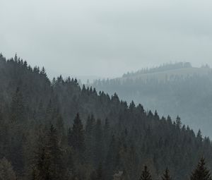 Preview wallpaper forest, trees, slope, fog, nature