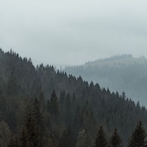 Preview wallpaper forest, trees, slope, fog, nature