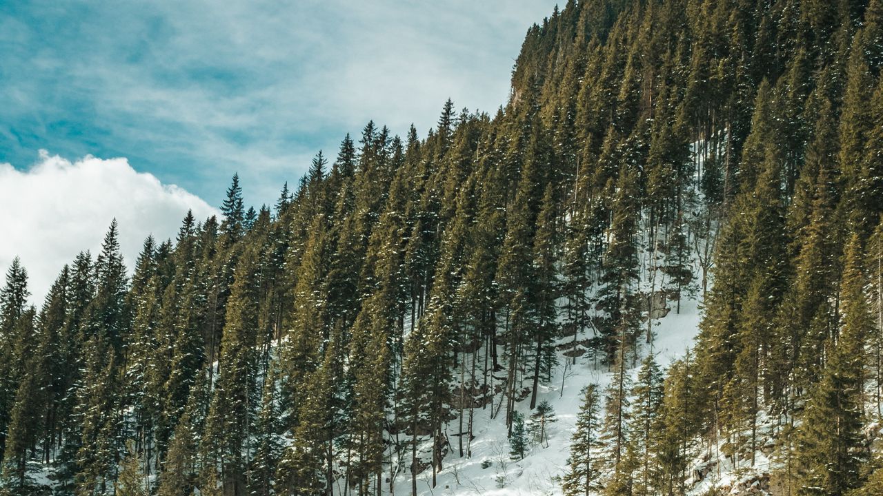 Wallpaper forest, trees, slope, stream, snow, nature