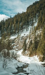 Preview wallpaper forest, trees, slope, stream, snow, nature