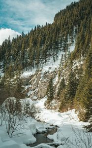 Preview wallpaper forest, trees, slope, stream, snow, nature