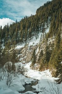 Preview wallpaper forest, trees, slope, stream, snow, nature