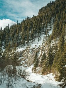 Preview wallpaper forest, trees, slope, stream, snow, nature