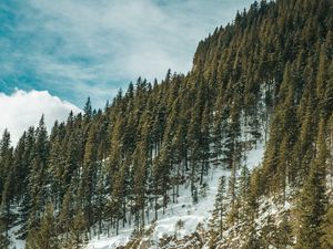 Preview wallpaper forest, trees, slope, stream, snow, nature