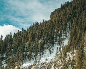 Preview wallpaper forest, trees, slope, stream, snow, nature