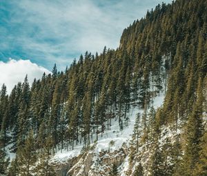 Preview wallpaper forest, trees, slope, stream, snow, nature