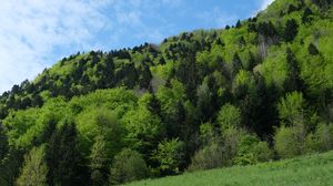 Preview wallpaper forest, trees, slope, landscape, nature