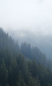 Preview wallpaper forest, trees, slope, fog, nature, aerial view