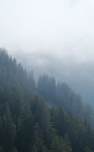 Preview wallpaper forest, trees, slope, fog, nature, aerial view