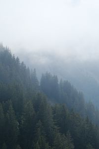 Preview wallpaper forest, trees, slope, fog, nature, aerial view