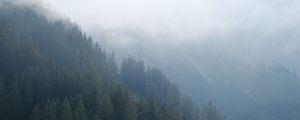 Preview wallpaper forest, trees, slope, fog, nature, aerial view