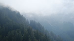 Preview wallpaper forest, trees, slope, fog, nature, aerial view