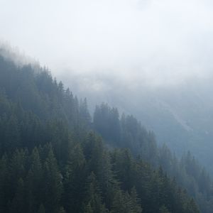 Preview wallpaper forest, trees, slope, fog, nature, aerial view