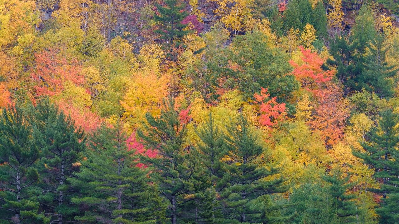 Wallpaper forest, trees, slope, autumn, colorful