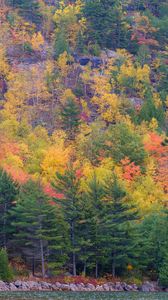 Preview wallpaper forest, trees, slope, autumn, colorful