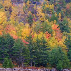 Preview wallpaper forest, trees, slope, autumn, colorful