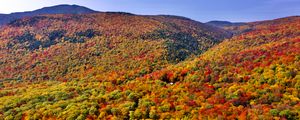 Preview wallpaper forest, trees, slope, hill, nature, autumn