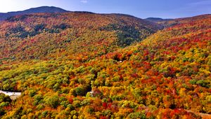 Preview wallpaper forest, trees, slope, hill, nature, autumn