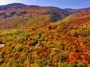 Preview wallpaper forest, trees, slope, hill, nature, autumn