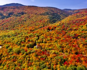 Preview wallpaper forest, trees, slope, hill, nature, autumn