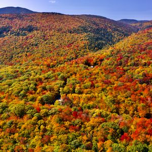 Preview wallpaper forest, trees, slope, hill, nature, autumn