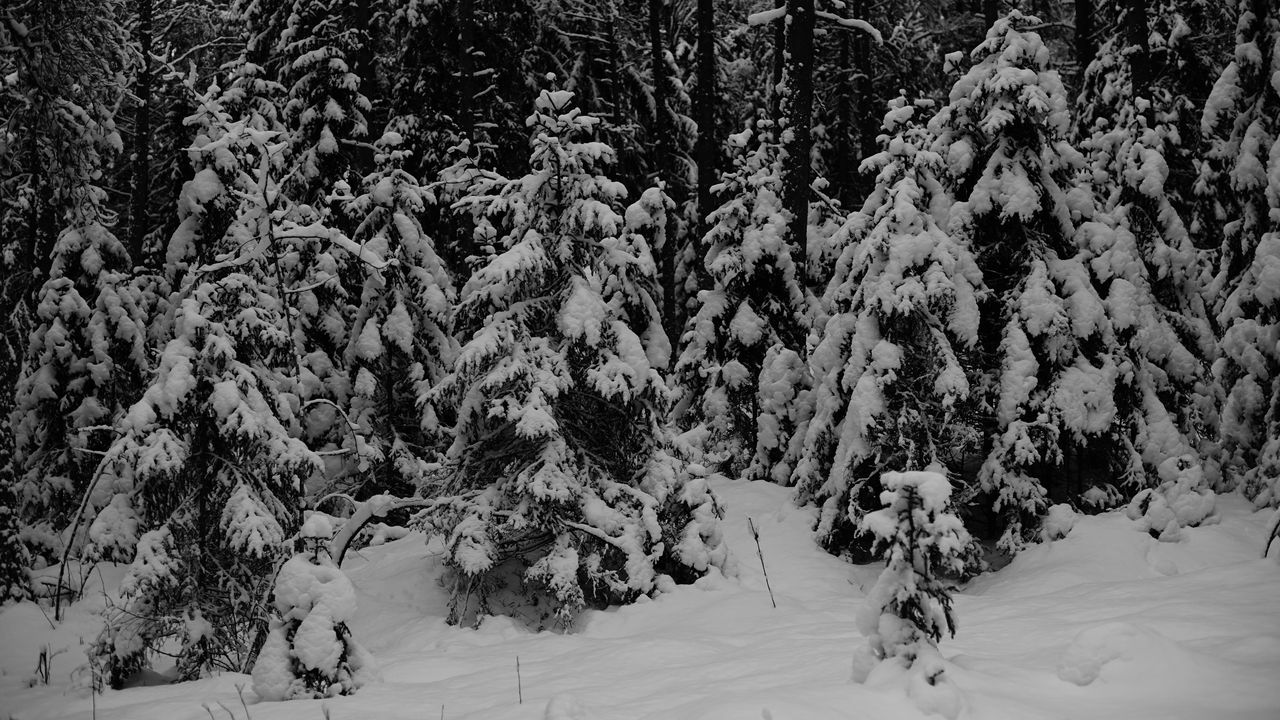 Wallpaper forest, trees, snow, winter, black and white