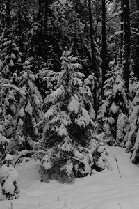 Preview wallpaper forest, trees, snow, winter, black and white